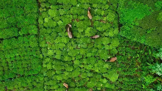 Coonoor Weekend Getaway