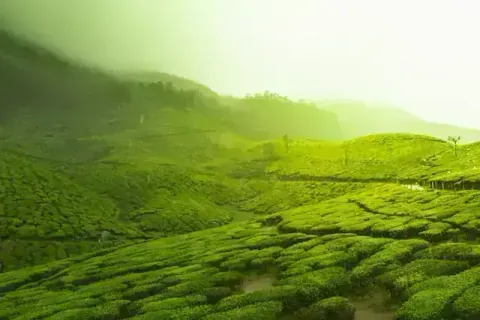 Munnar Weekend Tour from Coimbatore - Scenic beauty and attractions